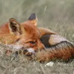 Hvad er forskellen mellem et infrarødt øretermometer og et digitalt øretermometer?